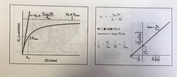 Kmとkcatに対する質問です この2つの求め方はどのよ Yahoo 知恵袋