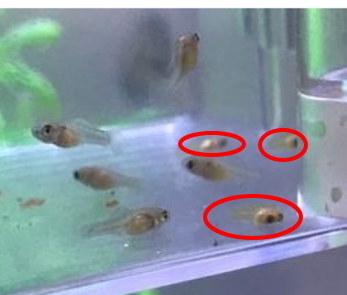この稚魚はグッピーですか 今水槽にグッピーネオンテトラプラティバル Yahoo 知恵袋
