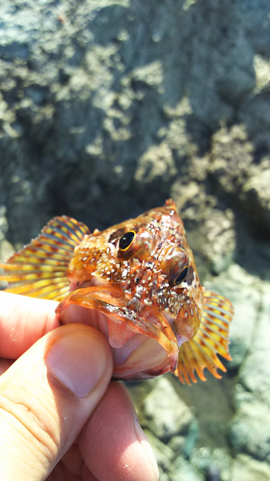 海釣りの餌で スルメイカと 魚肉ソーセージでなにがつれますか ちく Yahoo 知恵袋