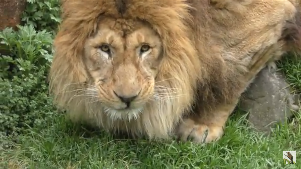 ライオンと虎強いのはどっち 実際の所そこまで差はなく互角 Yahoo 知恵袋