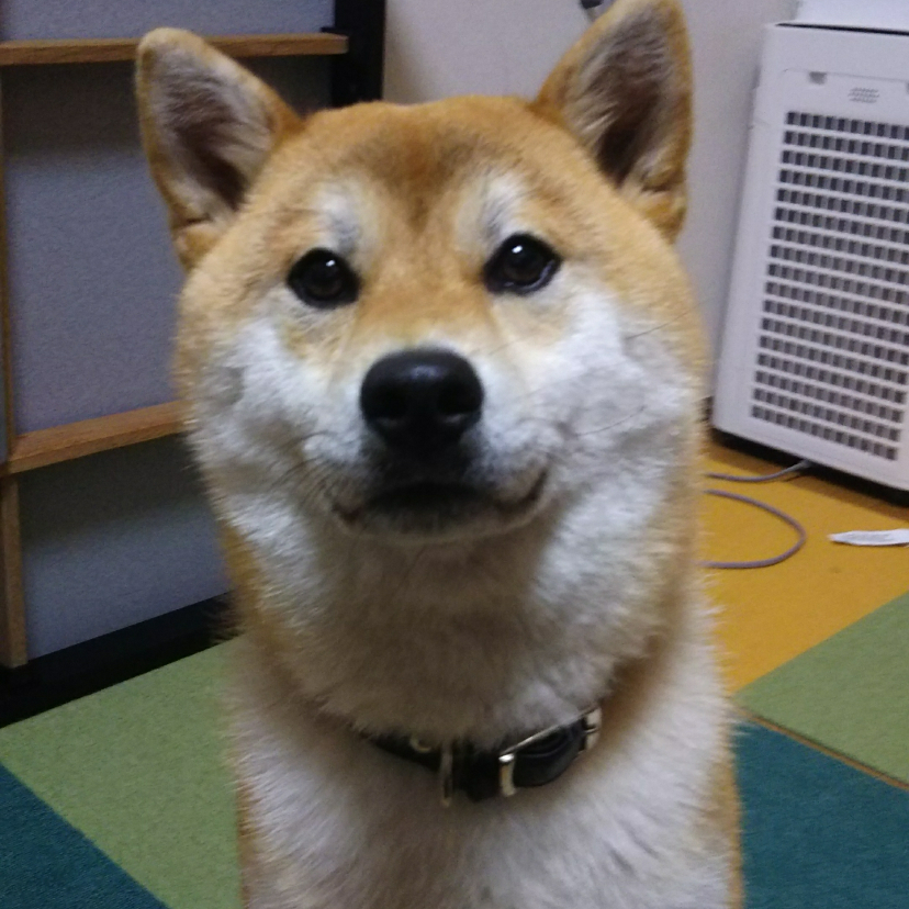 この柴犬さんの顔はキツネ顔ですか タヌキ顔ですか 教えて Yahoo 知恵袋