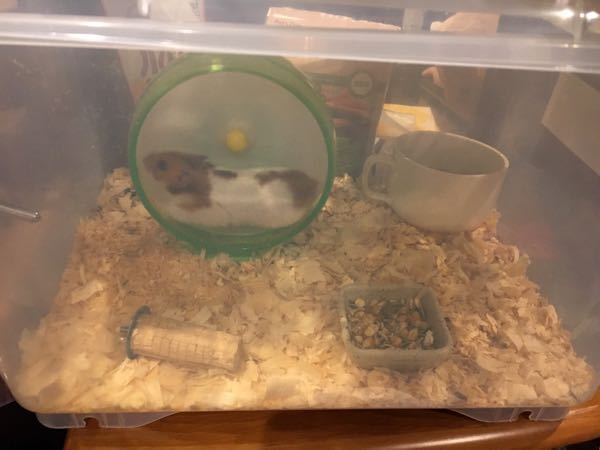 ハムスターを衣装ケースで飼っているんですが回し車を毎晩倒してしまって困っ Yahoo 知恵袋