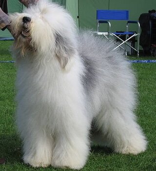 ふわふわ 犬 大型 ただかわいい犬