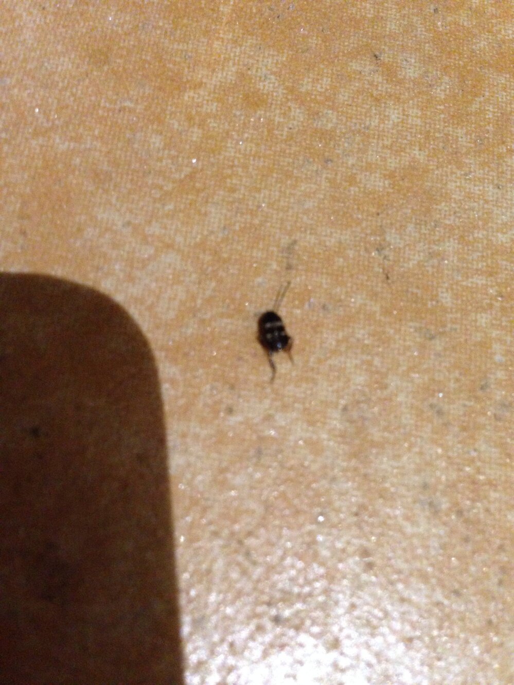 これって何て言う虫ですか ゴキブリ 大きさはゴマより小さいので Yahoo 知恵袋