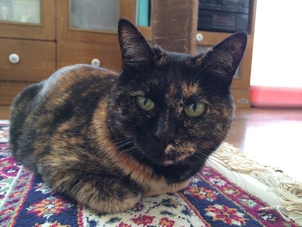 サビ猫と むぎわら猫の違い 見分けはなんでしょう 私の猫は むぎ Yahoo 知恵袋
