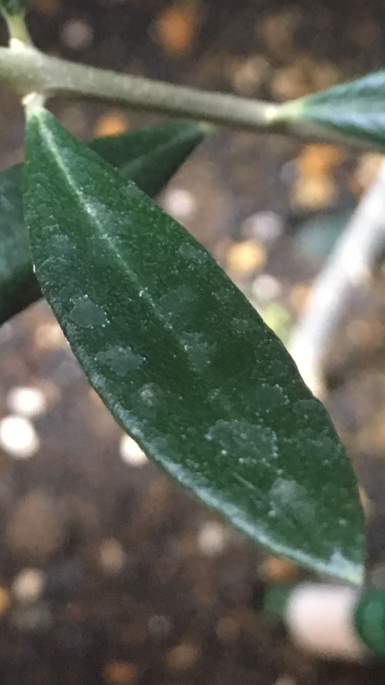 これはうどん粉病ですか オリーブのコロネイキを室内で育てていま Yahoo 知恵袋