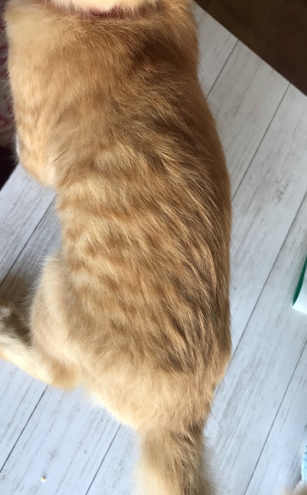 子猫の尻尾の毛の長さについて。こんばんは。我が家の3カ月半の子 
