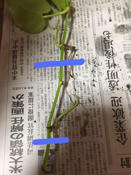 水挿しポトスを土に植える時 鉢が大きくなくて 根が上下ついてます茎が長い Yahoo 知恵袋