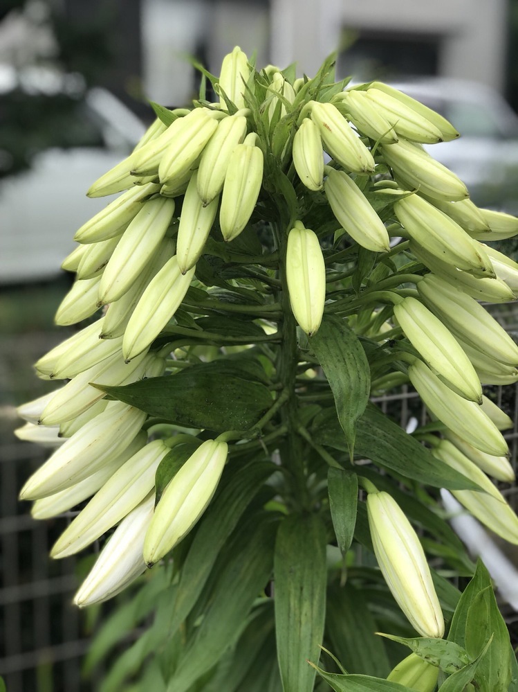 カサブランカの花の蕾についてです 地植えでカサブランカを育てています 一 Yahoo 知恵袋