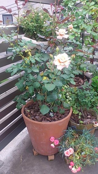 薔薇の鉢増しをするべきか について 今年購入した大苗の薔薇ですが 花が早 Yahoo 知恵袋