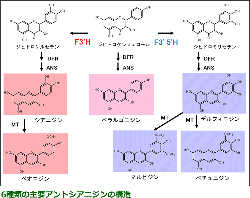 朝顔の色が 咲いてるときとしぼむ時に変化するのはアントシアニン Yahoo 知恵袋