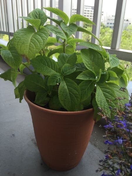 紫陽花って咲き終えて枯れたものを切ってはいけないと聞いたんです Yahoo 知恵袋