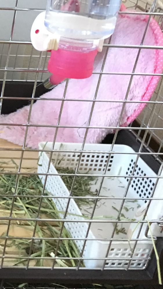 うさぎのチモシーほりほりでたいへん困っています うちのホーラン Yahoo 知恵袋