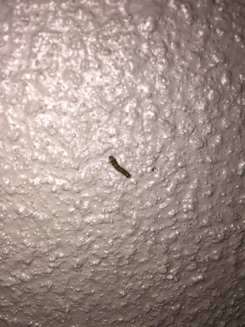 ツバメの巣の近くに落ちている虫についてツバメが我が家の玄関先に Yahoo 知恵袋