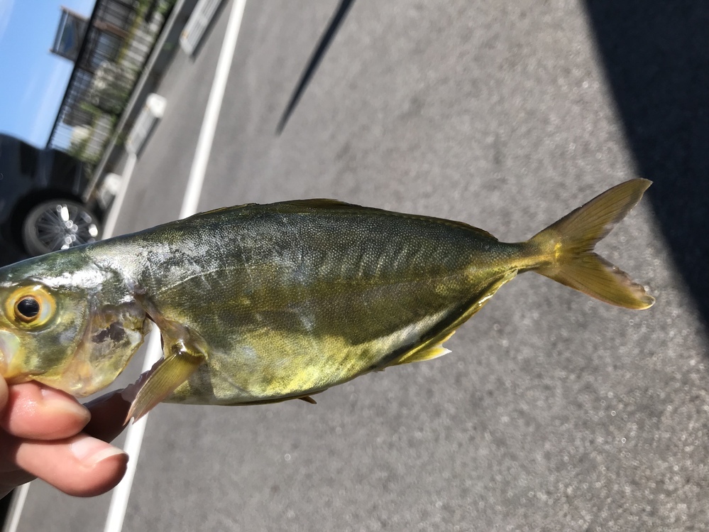 福島県でこの魚を釣りました青物の様ですが名前がわかりません カンパチの幼 Yahoo 知恵袋