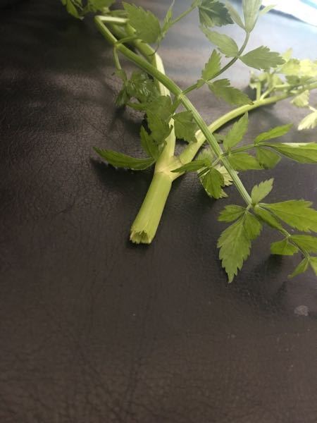 こちらは山菜のセリでしょうか 昨日採ってきたのですが い Yahoo 知恵袋