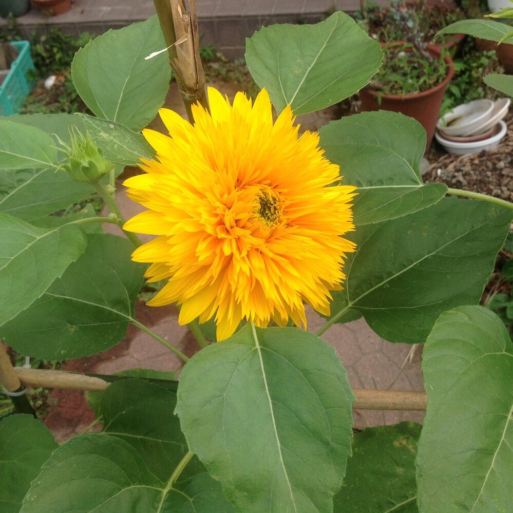 八重ひまわりが咲きました 種は取れるのですか よろしくお願いします Yahoo 知恵袋