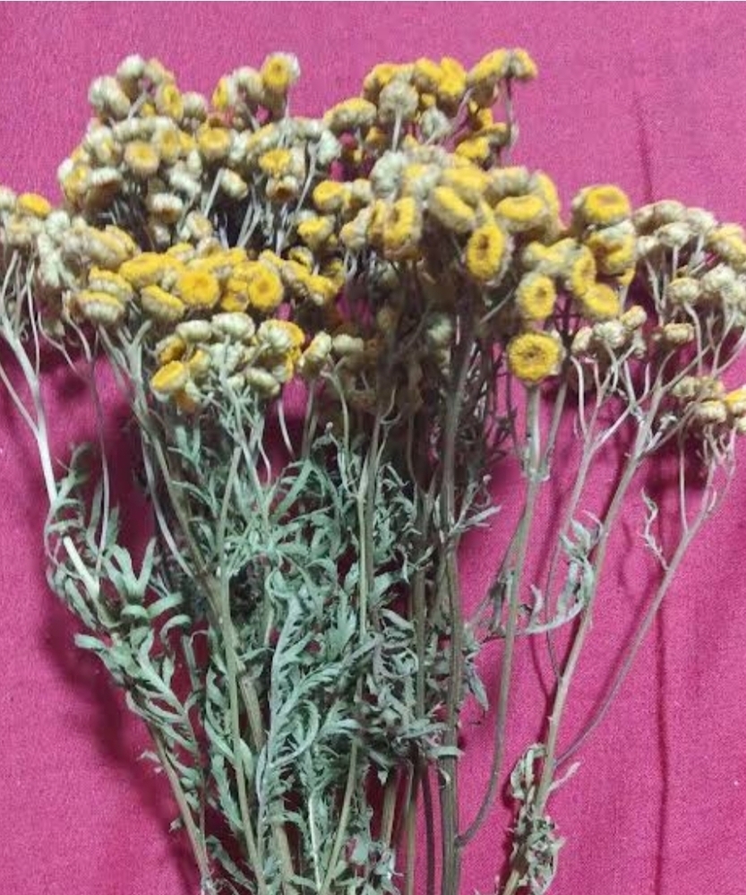 これはタンジーの花かどうかわかりますか 園芸に詳しい方お Yahoo 知恵袋