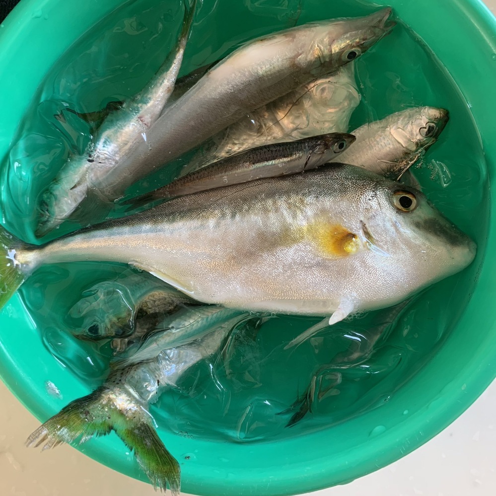 画像の真ん中にいる黄色いヒレの魚って食べても大丈夫ですか カワ Yahoo 知恵袋