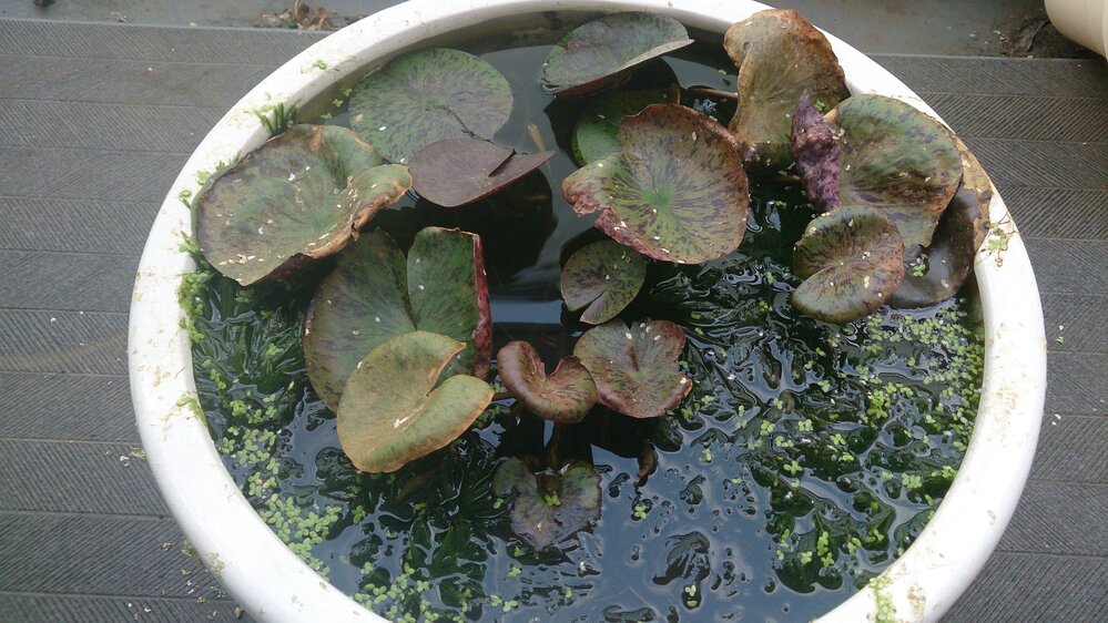 この数日の暑さで睡蓮の葉が枯れてます睡蓮は温帯睡蓮で あまり花 Yahoo 知恵袋