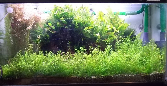 陰性水草に高光量を使う意味はありますか また 低光量でco2を添加する意 Yahoo 知恵袋