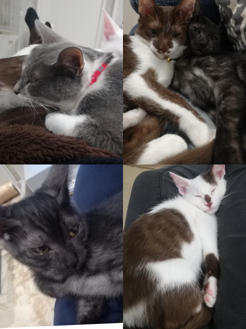 猫の毛色に詳しい方! - うちには野良で保護した、白にグレーの 