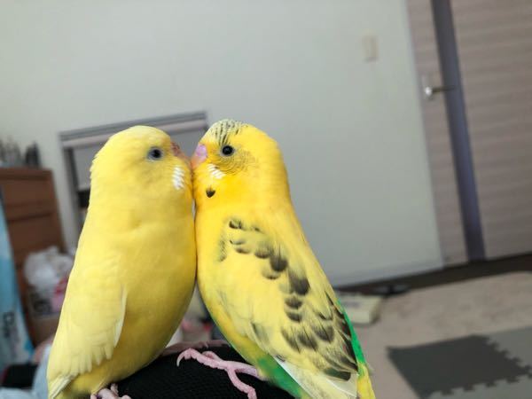 セキセイインコについてです 昨日2羽のインコが交尾をしていてその後オ Yahoo 知恵袋