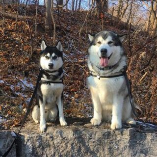 この犬の犬種 なにか教えてくれませんか めちゃくちゃ可愛くてか Yahoo 知恵袋