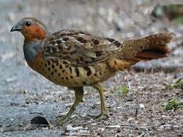 昨日 道路を野鳥と思われる鳥が歩いてました 街中なんですが Yahoo 知恵袋