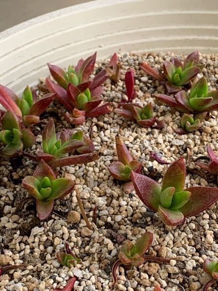 クラッスラの赤鬼城という品種の多肉植物が徒長しまくっています