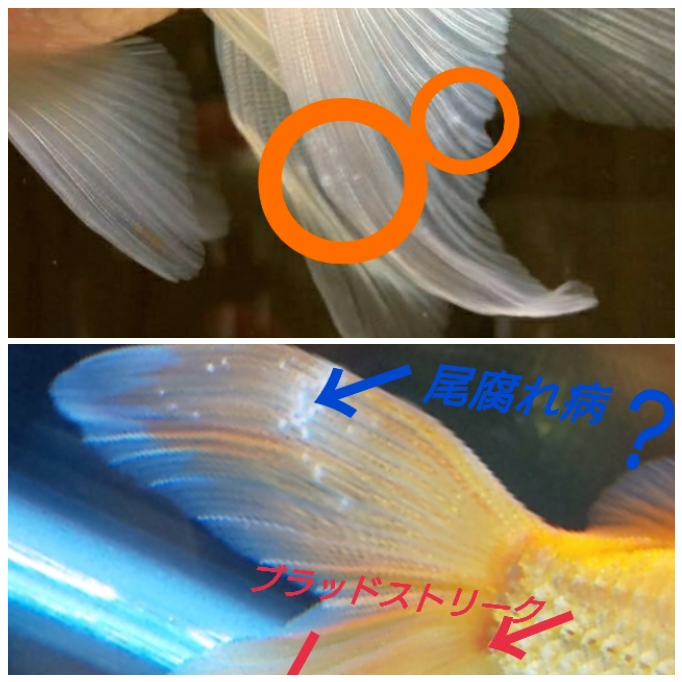 金魚の尾びれに白い点ができてしまいました 見た感じ白点病ではなさそうなの Yahoo 知恵袋