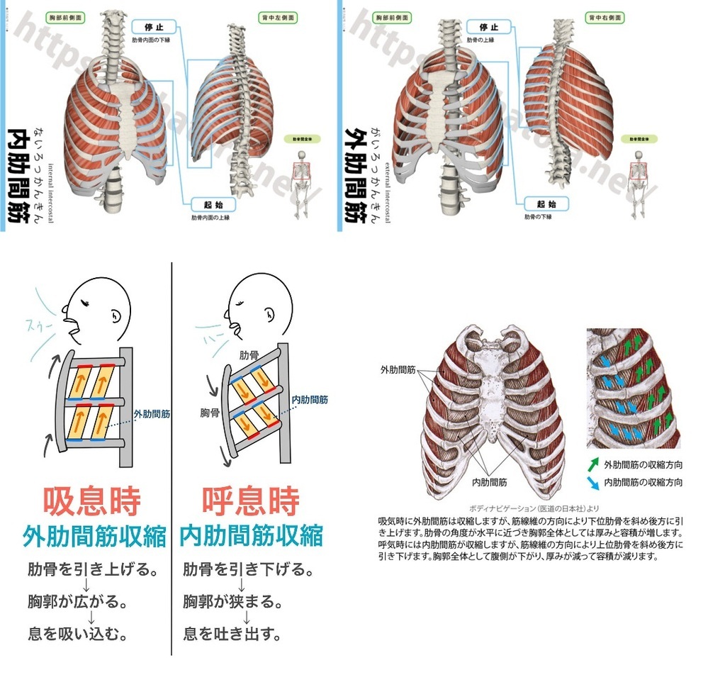 外肋間筋の収縮により なぜ肋骨はさがるのでしょう 具体的な仕組 Yahoo 知恵袋