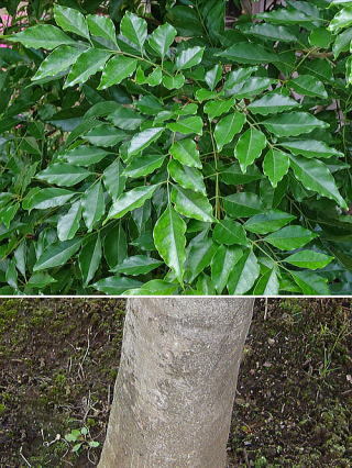 シマトネリコとトネリコを間違えて購入ベランダにちょっとした目隠 Yahoo 知恵袋