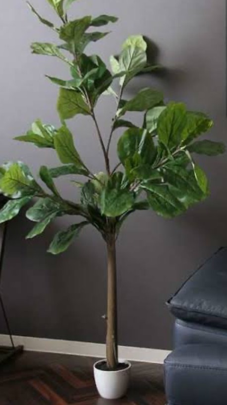 観葉植物の植木鉢ってなぜ小さいのが多いのですか 木のよう Yahoo 知恵袋