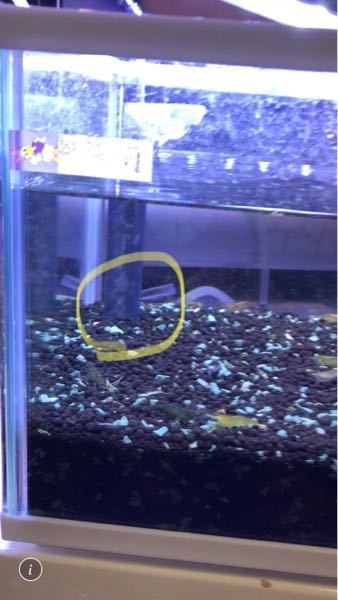 ミナミヌマエビとメダカを飼育している水槽の底面フィルターのこと Yahoo 知恵袋
