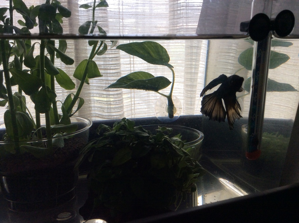 今日 ベタのおやすみリーフを買いました 設置して9時間くらい経ってます Yahoo 知恵袋