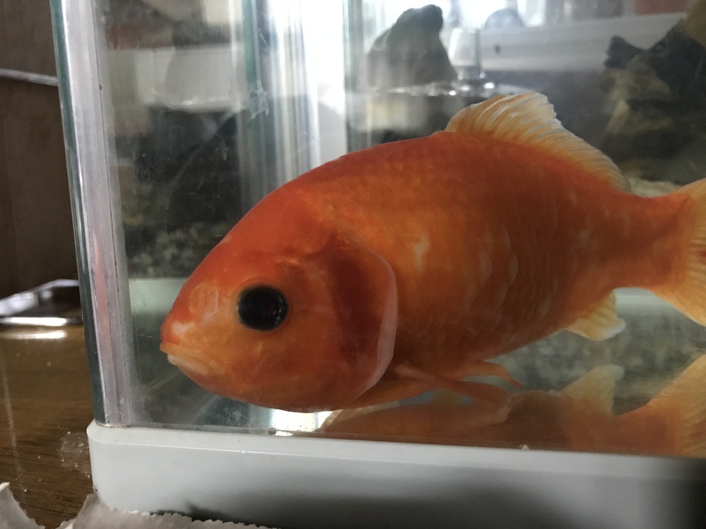 金魚 トリコディナ 薬