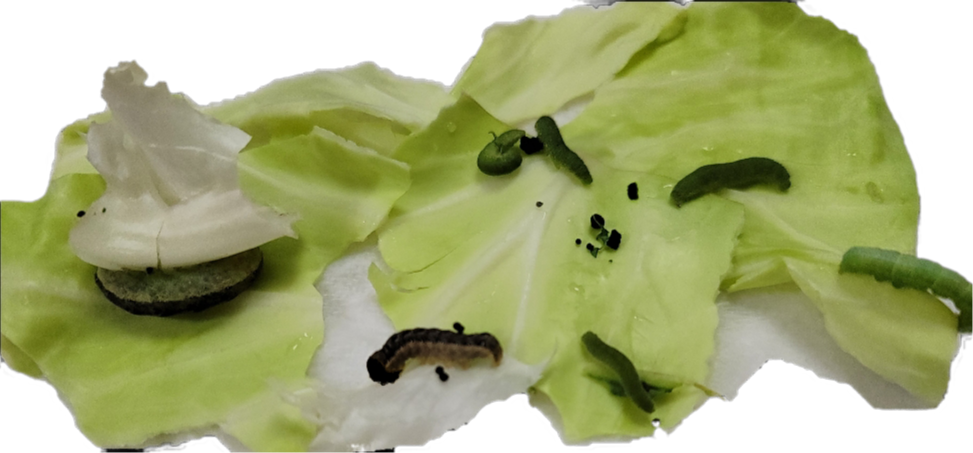 この青虫はモンシロチョウですか 庭の家庭菜園でたくさんの青虫がいま Yahoo 知恵袋