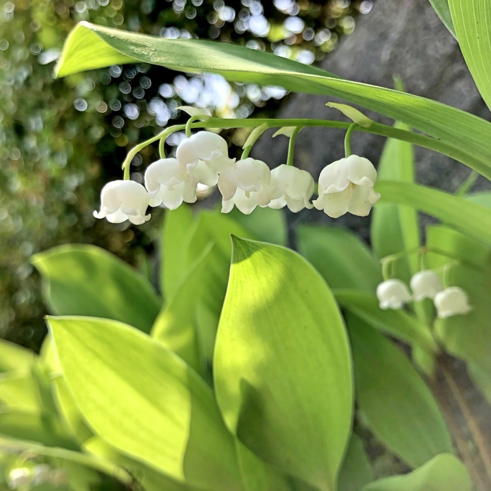 鈴蘭って花屋などで普通に売っていますか また 道とかでは生えていますか Yahoo 知恵袋