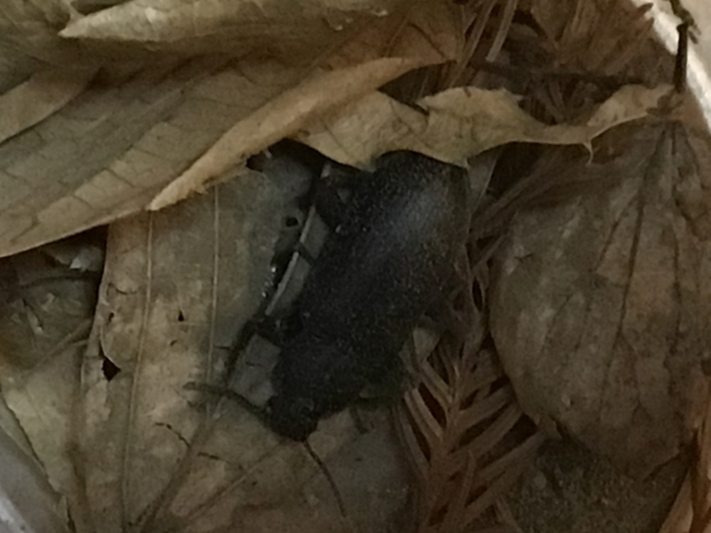 今飼っている虫の名前が分かりません 色々本やサイトで調べてみた Yahoo 知恵袋