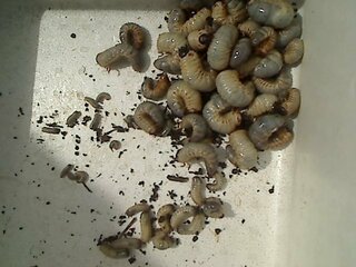 堆肥の中で育ったカブトムシの幼虫などが 作物に悪影響を及ぼすこ Yahoo 知恵袋