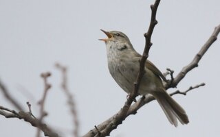 野鳥で緑色の鳥は鶯以外にいますか ウグイスは緑色ではなくて やぶに Yahoo 知恵袋