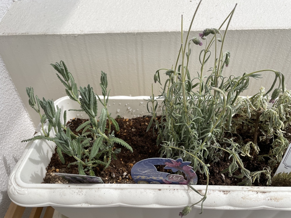ラベンダーメルローが枯れそうです ラベンダー3種を寄せ植えして Yahoo 知恵袋