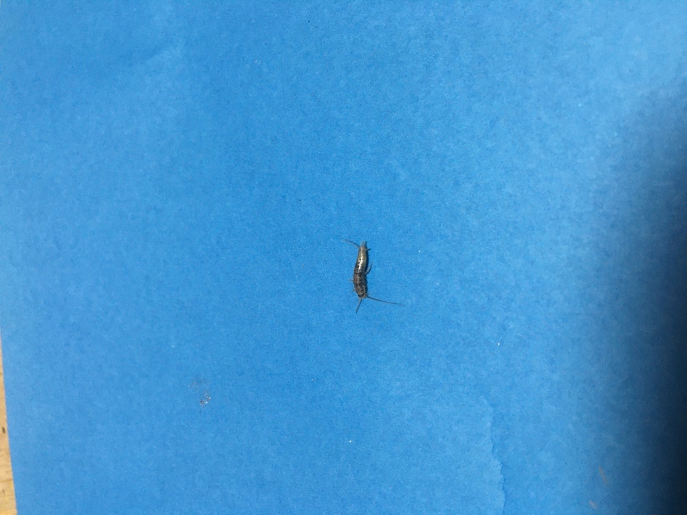 謎の虫が部屋の中に現れたのですが 何という生物か分かりますか Yahoo 知恵袋