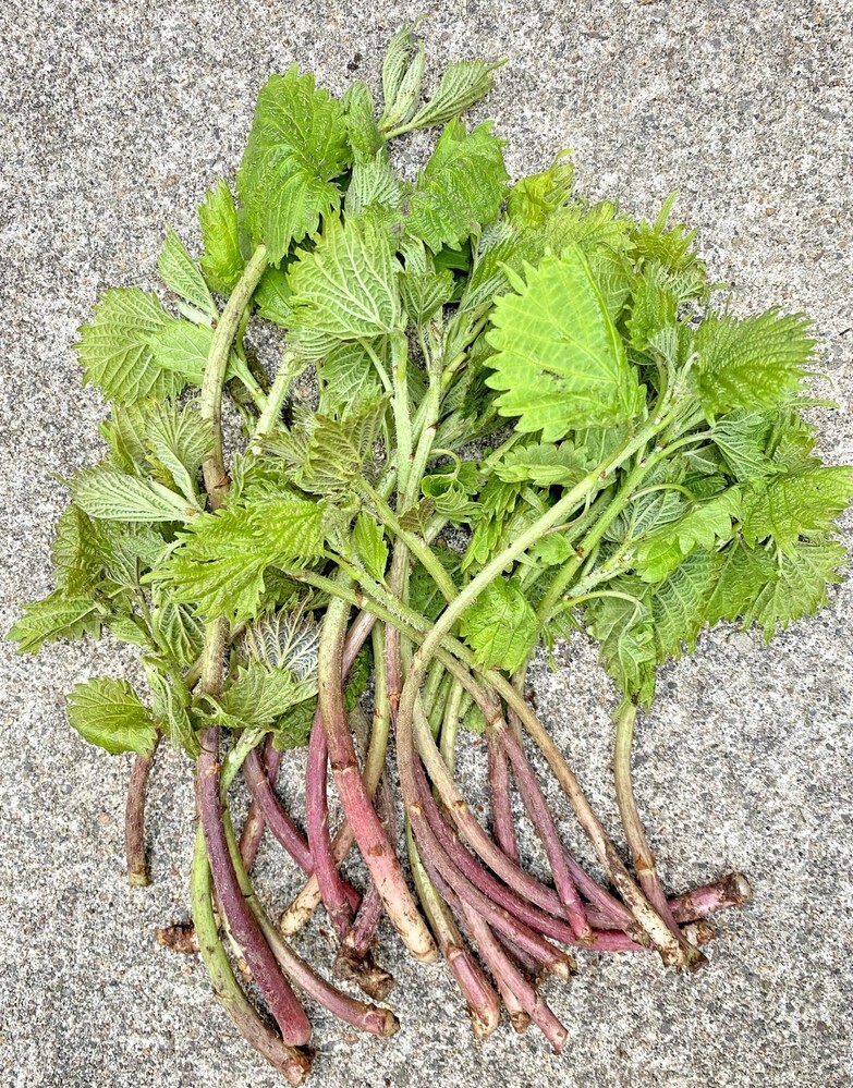 Chie Pctr C Yimg Jp Dk Iwiz Chie Reply