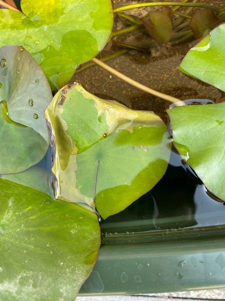 植物の葉が3時間程で枯れました 昨日植え付けを行って元肥を入れたの Yahoo 知恵袋