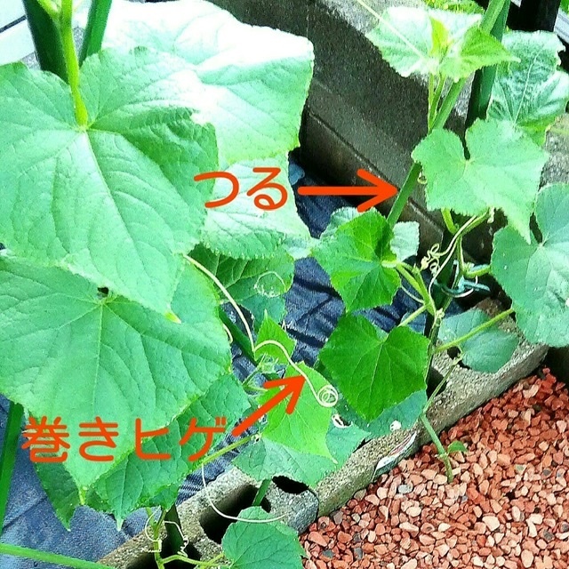 キュウリの育て方について質問です 今年 初めてキュウリを庭で育てている初 Yahoo 知恵袋