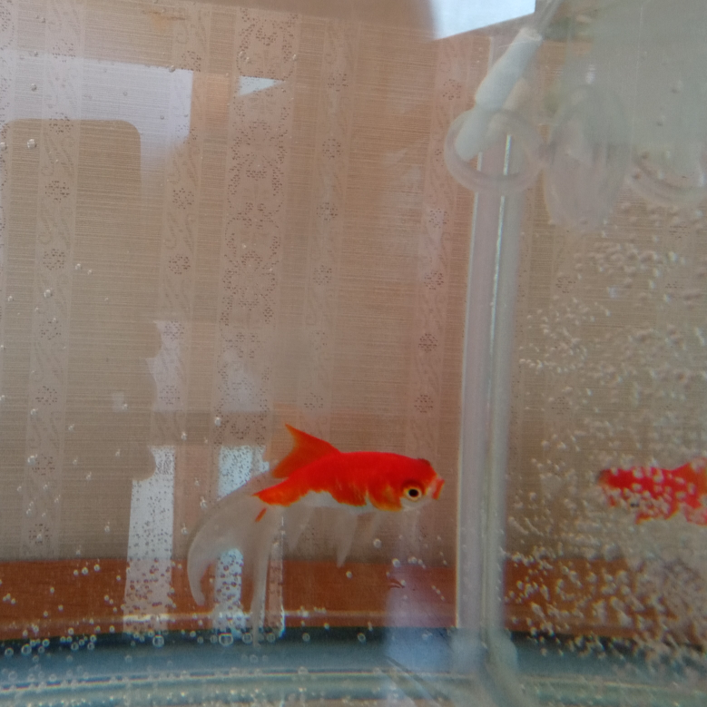 最近小さいコメット１匹を飼い始めました その金魚を正面から見る Yahoo 知恵袋