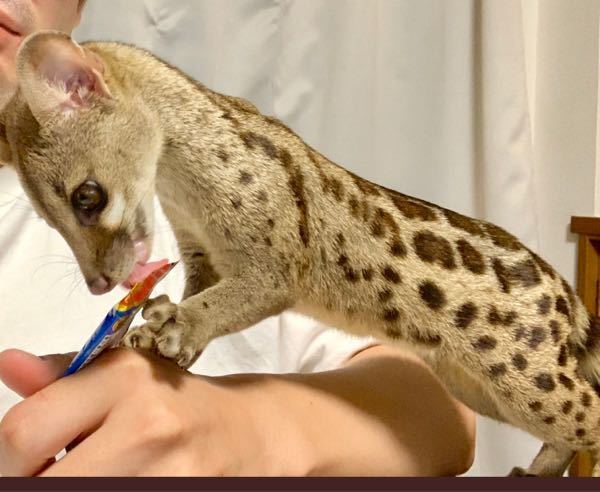 これは何と言う動物ですか 一般人でも買えますか 飼えますか Yahoo 知恵袋