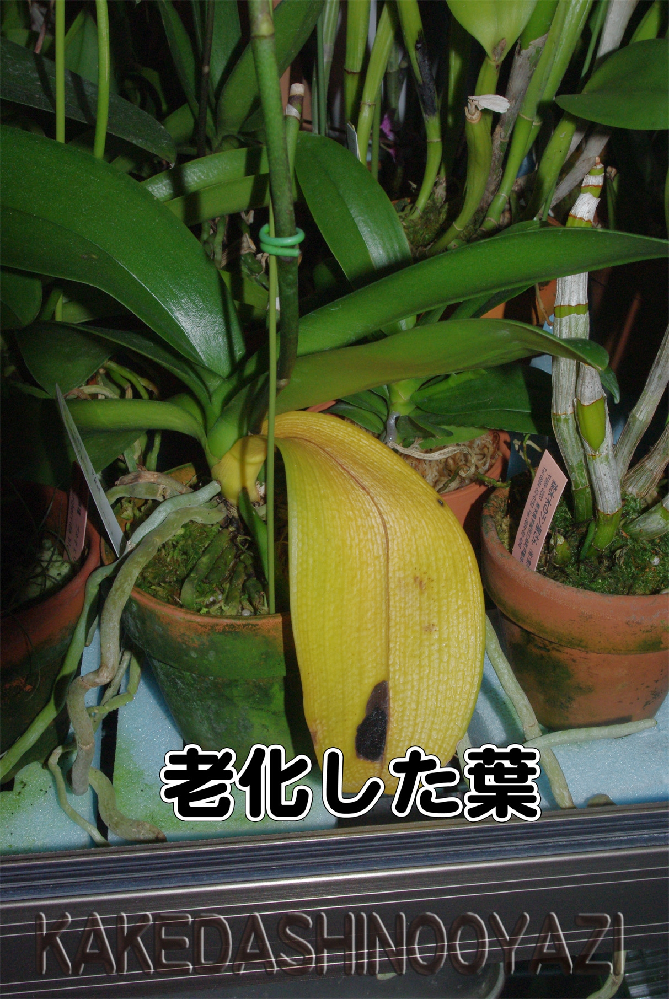 胡蝶蘭の葉が急に黄色くなってしまいました 直射日光が当たらないよう Yahoo 知恵袋